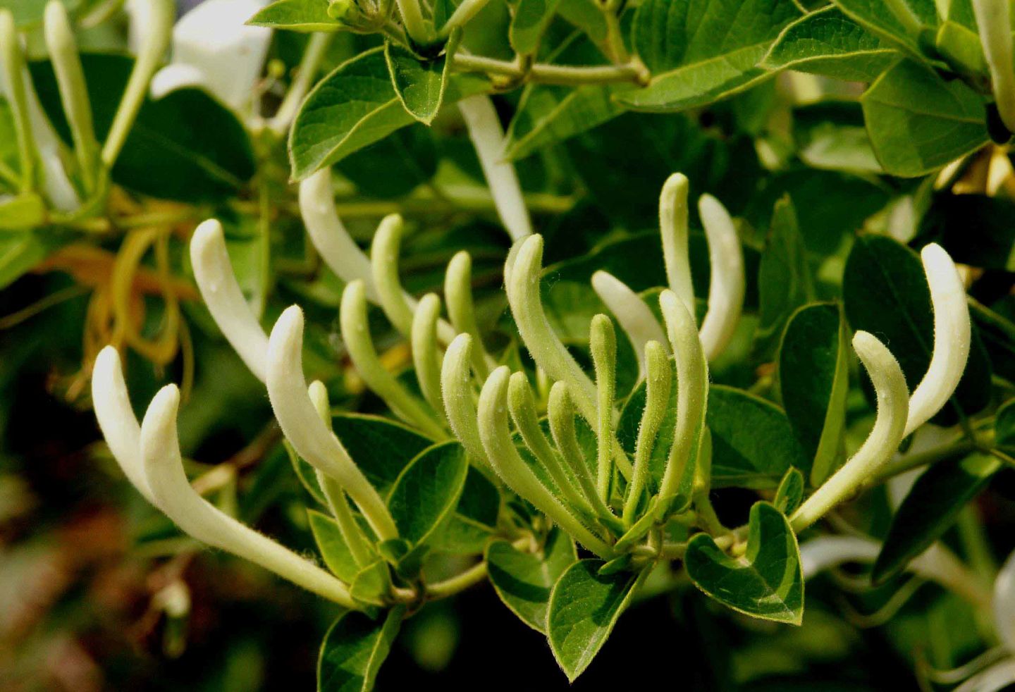 相關(guān)植物-金銀花