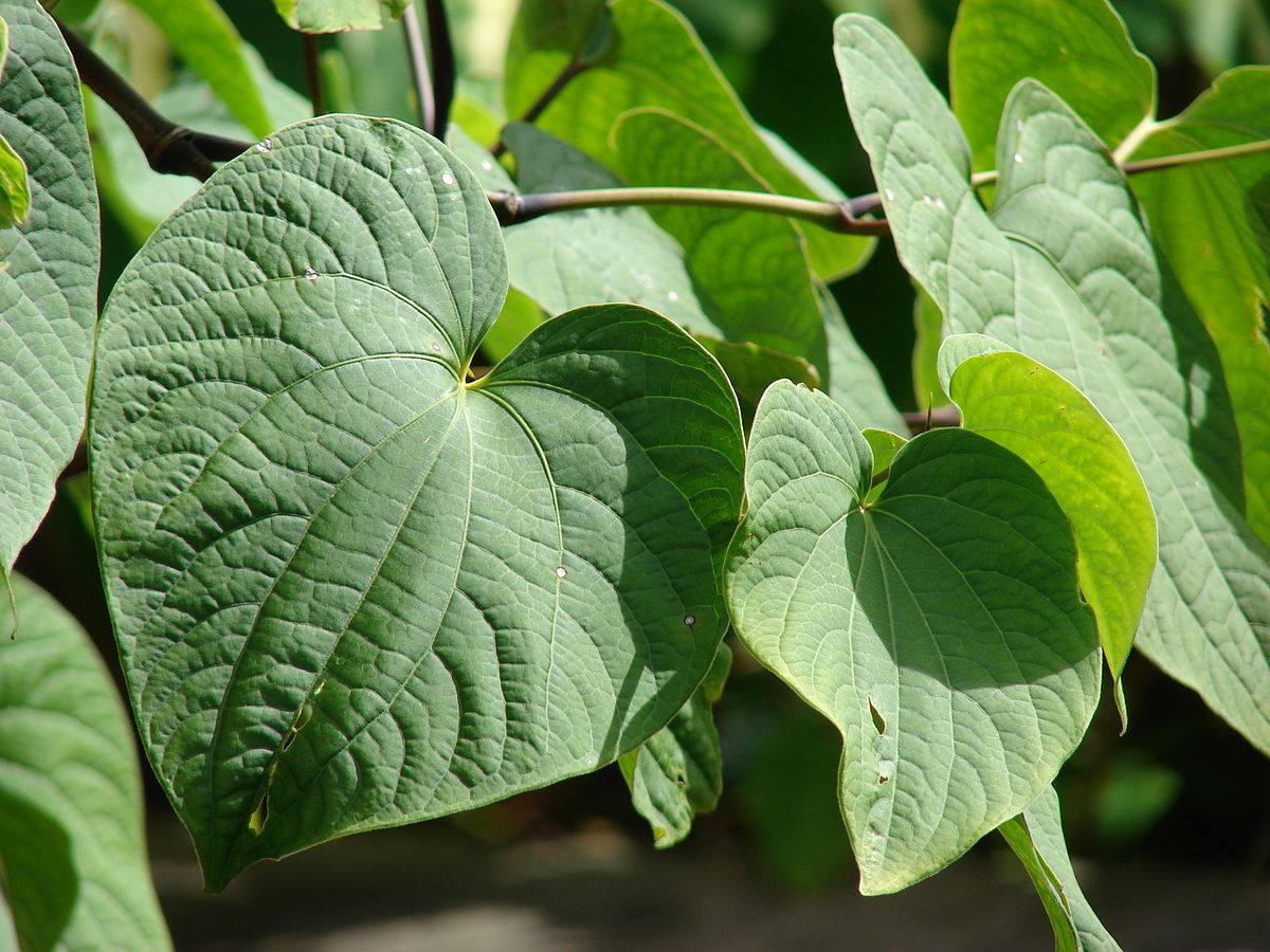 相關(guān)植物-卡瓦