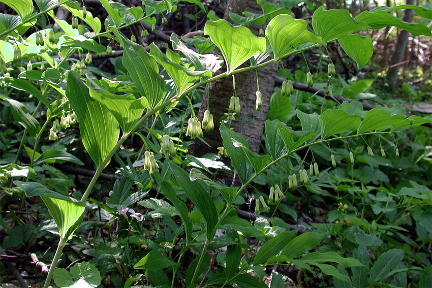 相關(guān)植物-何首烏