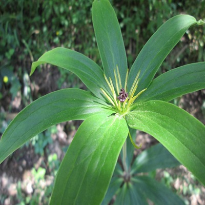 相關(guān)植物-華重樓