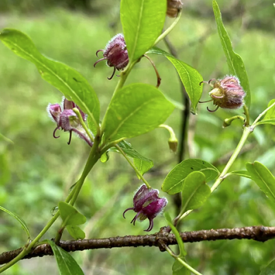 相關(guān)植物-香加皮