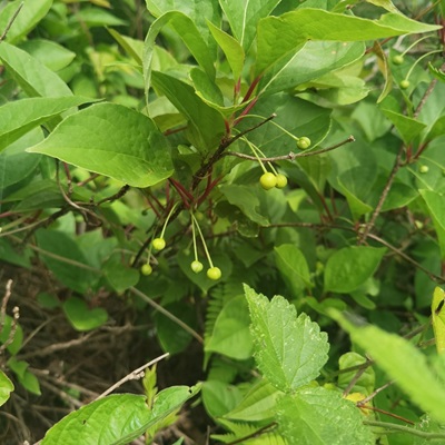 相關(guān)植物-華中五味子