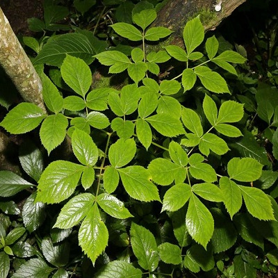 相關(guān)植物-重齒當(dāng)歸