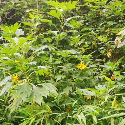 相關(guān)植物-腫柄菊