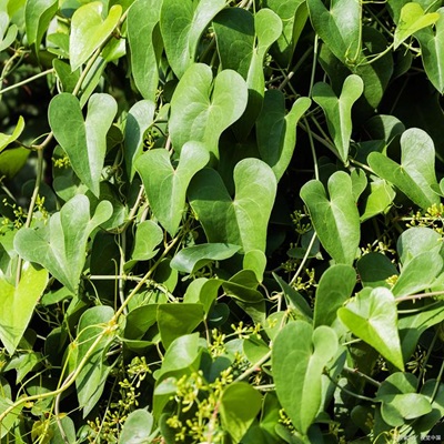 相關(guān)植物-粉防己