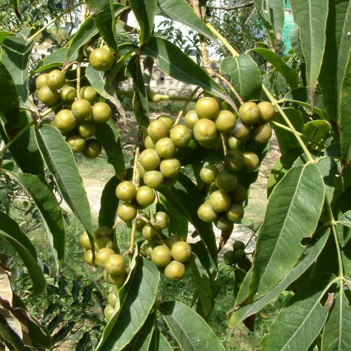 相關(guān)植物-黃檗