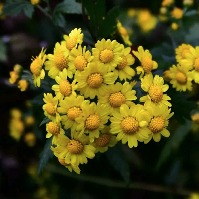 相關(guān)植物-野菊花