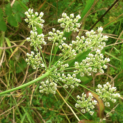 虎耳草茴芹