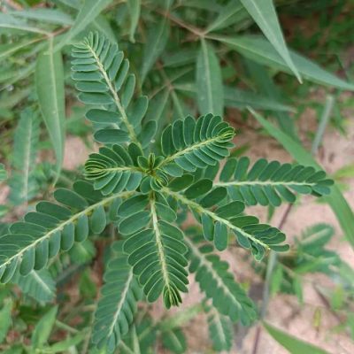 相關(guān)植物-葉下珠