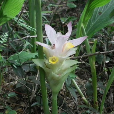 相關(guān)植物-郁金