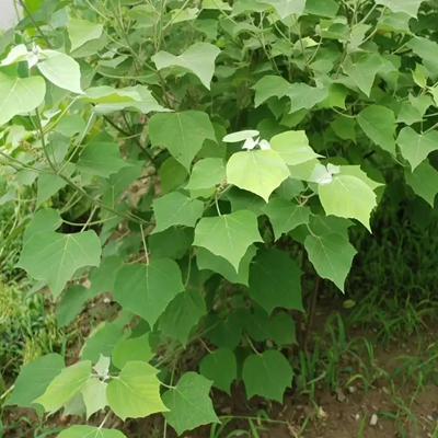 相關(guān)植物-白背葉