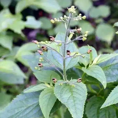 相關(guān)植物-玄參