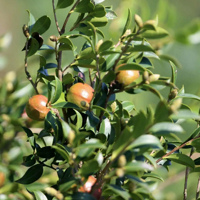 相關(guān)植物-油茶