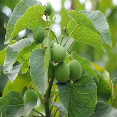 相關(guān)植物-麻風(fēng)樹(shù)