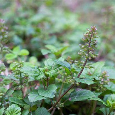 相關(guān)植物-細(xì)風(fēng)輪菜