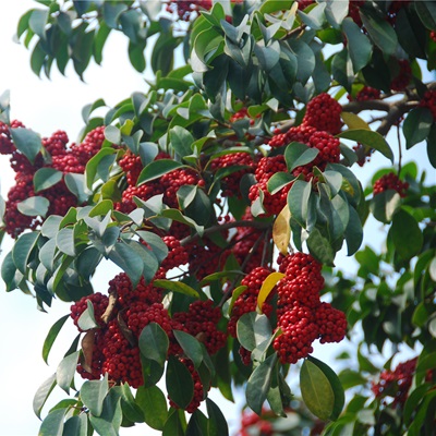 相關(guān)植物-鐵冬青