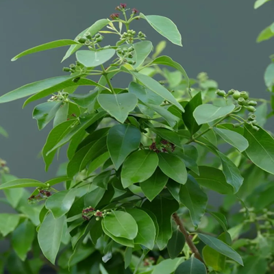 相關(guān)植物-檀香