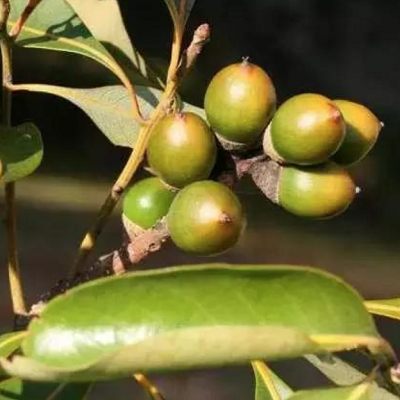 相關(guān)植物-多穗石櫟