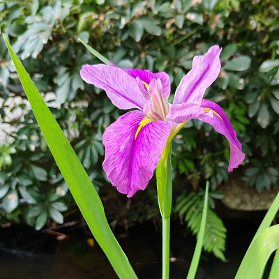 相關(guān)植物-鳶尾