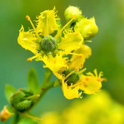 相關(guān)植物-蕓香