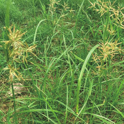 相關植物-香附子