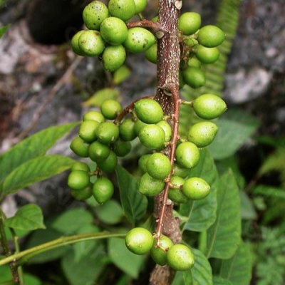 相關(guān)植物-鴉膽子