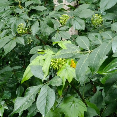 相關植物-細柱五加