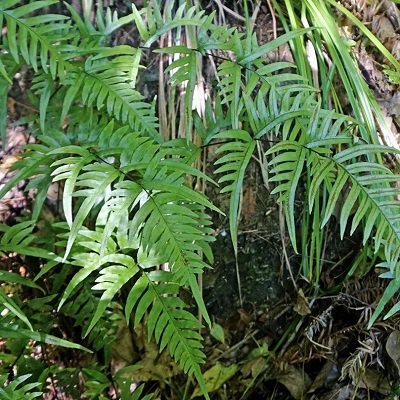 相關(guān)植物-半邊旗