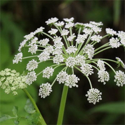 相關(guān)植物-杭白芷