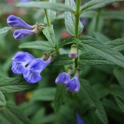 相關(guān)植物-薄葉黃芩