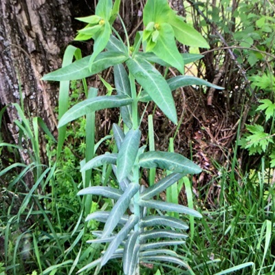 相關(guān)植物-續(xù)隨子