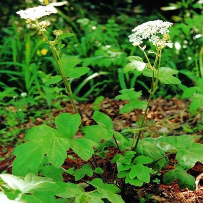 相關(guān)植物-白云花根