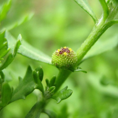 鵝不食草