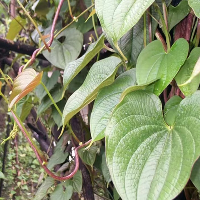 相關(guān)植物-黃獨(dú)