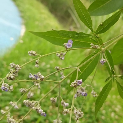 相關(guān)植物-牡荊