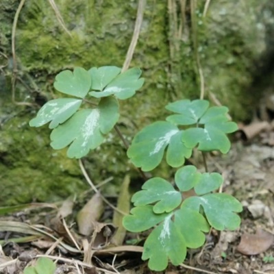 相關(guān)植物-天葵子