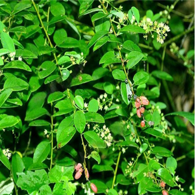 相關(guān)植物-牯嶺勾兒茶