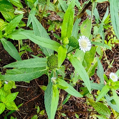 相關(guān)植物-鱧腸