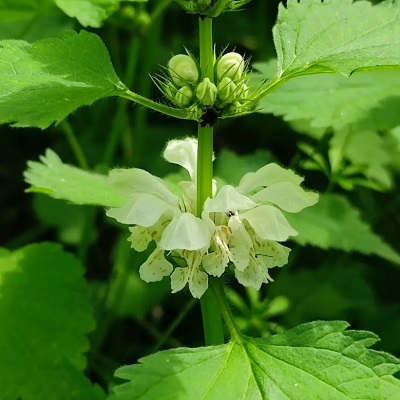 相關(guān)植物-野芝麻