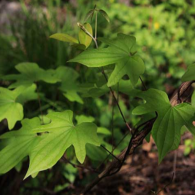 相關(guān)植物-穿龍薯蕷