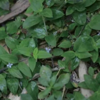 相關(guān)植物-金毛耳草