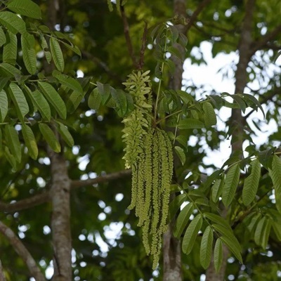 相關(guān)植物-黃杞