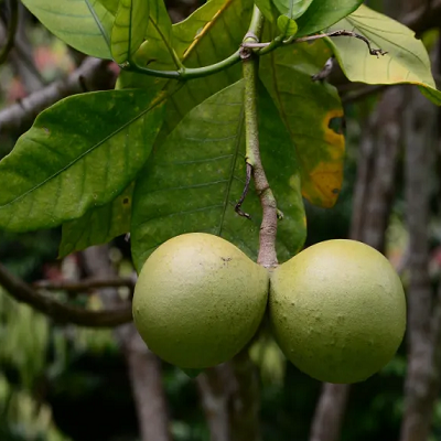 相關(guān)植物-馬鈴果