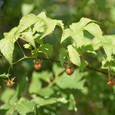 相關(guān)植物-甜茶