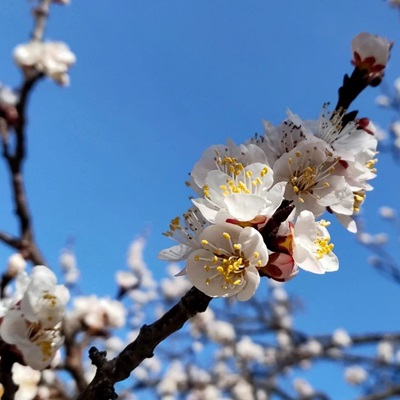 相關(guān)植物-杏