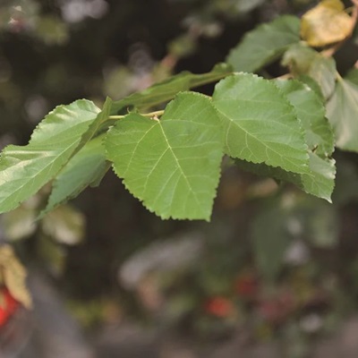 相關(guān)植物-桑