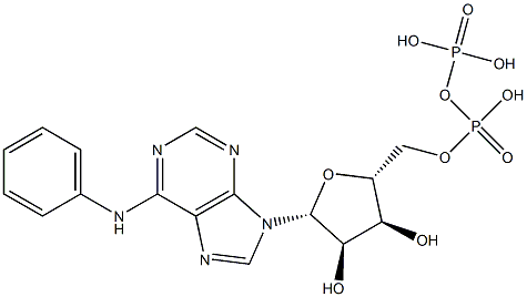 Adenosine 5'-(trihydrogen diphosphate), N-phenyl- Struktur