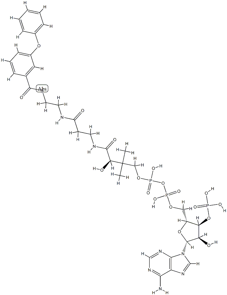 3-phenoxybenzoyl-coenzyme A Struktur