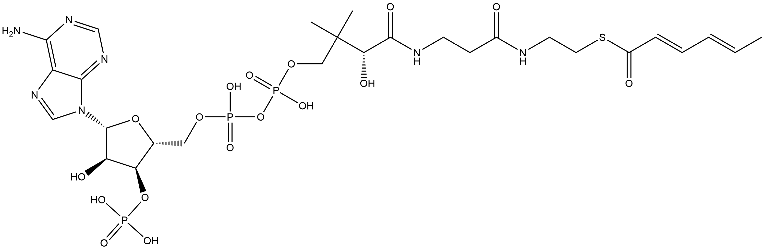 Coenzyme A, S-(2E,4E)-2,4-hexadienoate Struktur