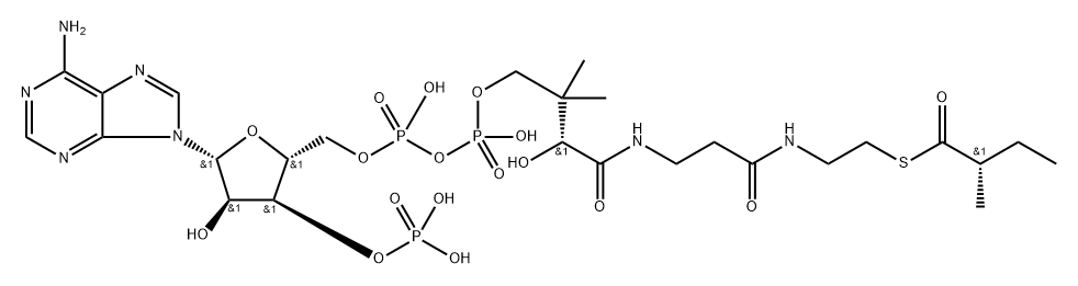 Coenzyme A, S-[(2S)-2-methylbutanoate] Struktur